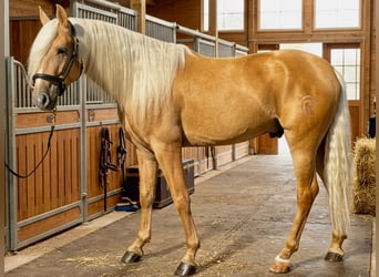 Andalusier, Wallach, 5 Jahre, 164 cm, Palomino
