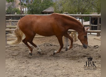 Andalusier, Wallach, 5 Jahre, 164 cm, Palomino