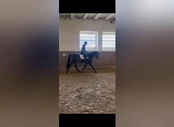 Andalusier, Wallach, 5 Jahre, 165 cm, Dunkelbrauner Andalusier, Wallach, 5 Jahre, 165 cm, Dunkelbrauner
