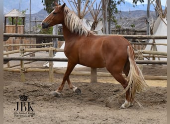 Andalusier, Wallach, 5 Jahre, 165 cm, Palomino