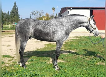 Andalusier, Wallach, 5 Jahre, 165 cm, Schimmel