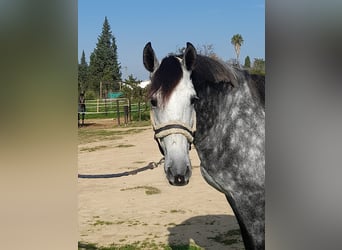 Andalusier, Wallach, 5 Jahre, 165 cm, Schimmel