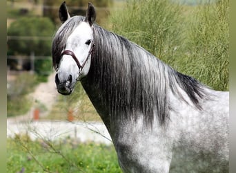 Andalusier, Wallach, 5 Jahre, 165 cm, Schimmel