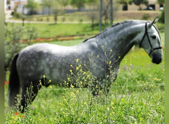 Andalusier, Wallach, 5 Jahre, 165 cm, Schimmel