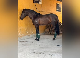 Andalusier, Wallach, 5 Jahre, 166 cm, Brauner