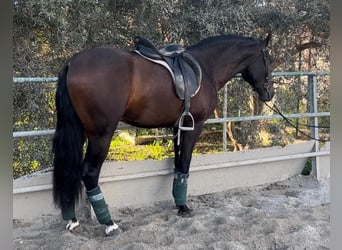 Andalusier, Wallach, 5 Jahre, 166 cm, Brauner