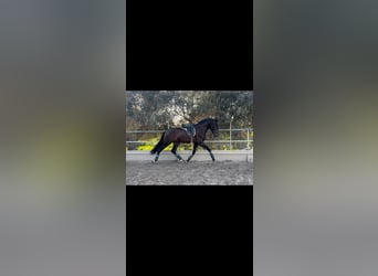 Andalusier, Wallach, 5 Jahre, 166 cm, Brauner