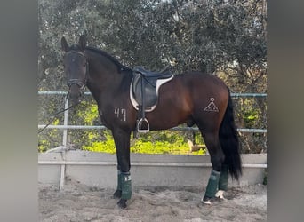 Andalusier, Wallach, 5 Jahre, 166 cm, Brauner