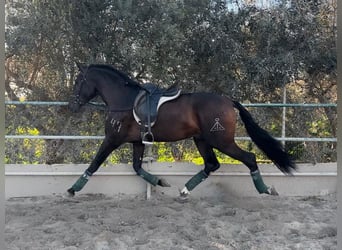 Andalusier, Wallach, 5 Jahre, 166 cm, Brauner