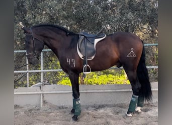 Andalusier, Wallach, 5 Jahre, 166 cm, Brauner