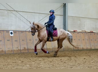 Andalusier, Wallach, 5 Jahre, 166 cm, Palomino