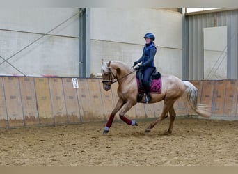 Andalusier, Wallach, 5 Jahre, 166 cm, Palomino