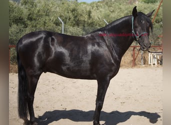 Andalusier, Wallach, 5 Jahre, 166 cm, Rappe