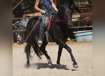 Andalusier, Wallach, 5 Jahre, 166 cm, Rappe