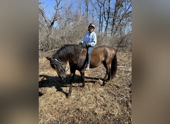 Andalusier, Wallach, 5 Jahre, 168 cm, Rappe