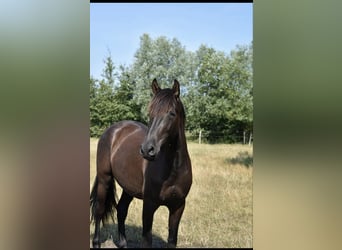 Andalusier, Wallach, 5 Jahre, 168 cm, Schwarzbrauner