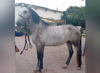 Andalusier, Wallach, 5 Jahre, 170 cm, Schimmel