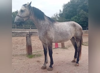 Andalusier, Wallach, 5 Jahre, 170 cm, Schimmel