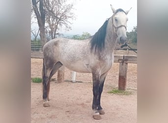 Andalusier, Wallach, 5 Jahre, 170 cm, Schimmel