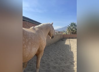 Andalusier Mix, Wallach, 6 Jahre, 140 cm, Palomino