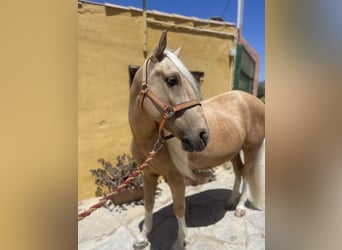 Andalusier Mix, Wallach, 6 Jahre, 140 cm, Palomino