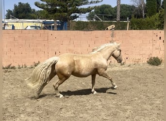 Andalusier Mix, Wallach, 6 Jahre, 140 cm, Palomino
