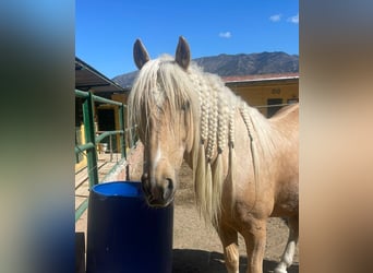 Andalusier Mix, Wallach, 6 Jahre, 140 cm, Palomino