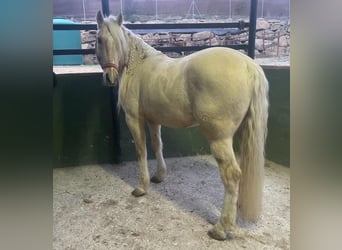 Andalusier, Wallach, 6 Jahre, 142 cm, Palomino
