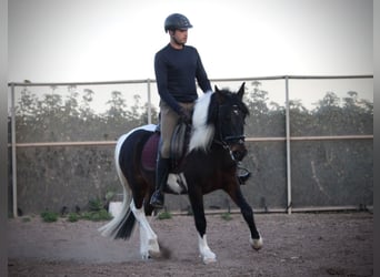 Andalusier Mix, Wallach, 6 Jahre, 148 cm, Schecke