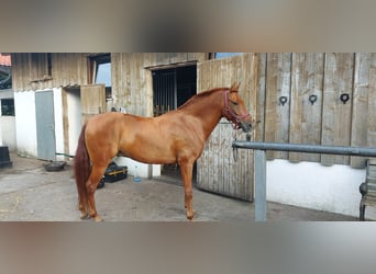 Andalusier Mix, Wallach, 6 Jahre, 151 cm, Fuchs