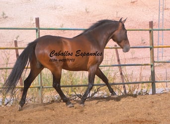 Andalusier, Wallach, 6 Jahre, 152 cm, Brauner