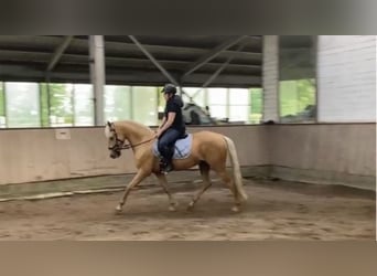Andalusier, Wallach, 6 Jahre, 152 cm, Palomino
