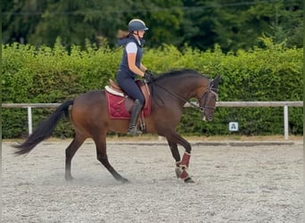 Andalusier, Wallach, 6 Jahre, 153 cm, Brauner