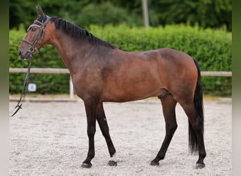 Andalusier, Wallach, 6 Jahre, 153 cm, Brauner