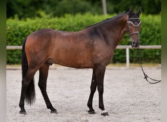 Andalusier, Wallach, 6 Jahre, 153 cm, Brauner