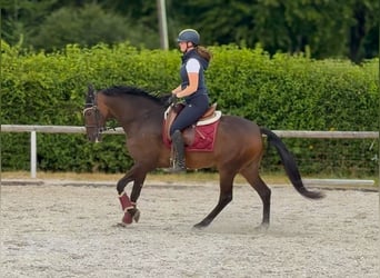 Andalusier, Wallach, 6 Jahre, 153 cm, Brauner