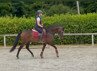 Andalusier, Wallach, 6 Jahre, 153 cm, Brauner