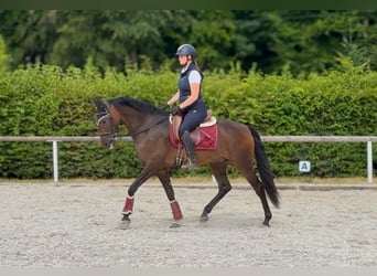 Andalusier, Wallach, 6 Jahre, 153 cm, Brauner