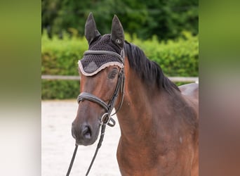 Andalusier, Wallach, 6 Jahre, 153 cm, Brauner