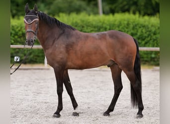 Andalusier, Wallach, 6 Jahre, 153 cm, Brauner