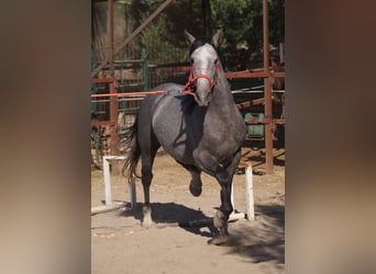 Andalusier, Wallach, 6 Jahre, 153 cm, Schimmel