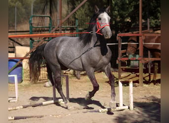 Andalusier, Wallach, 6 Jahre, 153 cm, Schimmel
