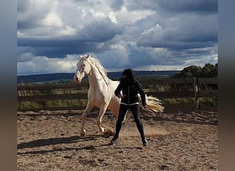 Andalusier, Wallach, 6 Jahre, 155 cm, Cremello