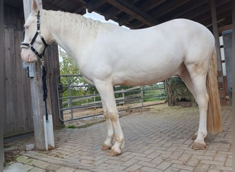 Andalusier, Wallach, 6 Jahre, 155 cm, Cremello