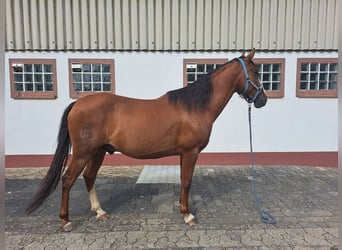 Andalusier, Wallach, 6 Jahre, 155 cm, Fuchs