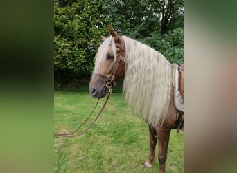 Andalusier Mix, Wallach, 6 Jahre, 155 cm, Palomino