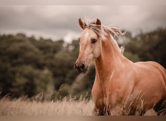 Andalusier Mix, Wallach, 6 Jahre, 155 cm, Palomino