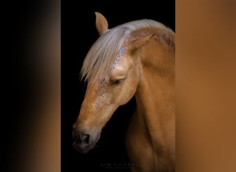 Andalusier Mix, Wallach, 6 Jahre, 155 cm, Palomino