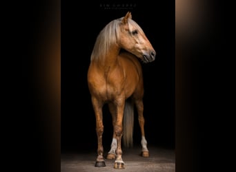 Andalusier Mix, Wallach, 6 Jahre, 155 cm, Palomino