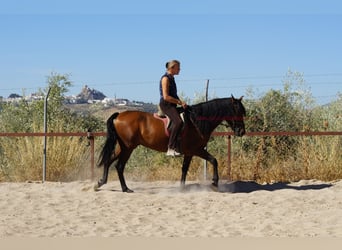 Andalusier, Wallach, 6 Jahre, 156 cm, Brauner